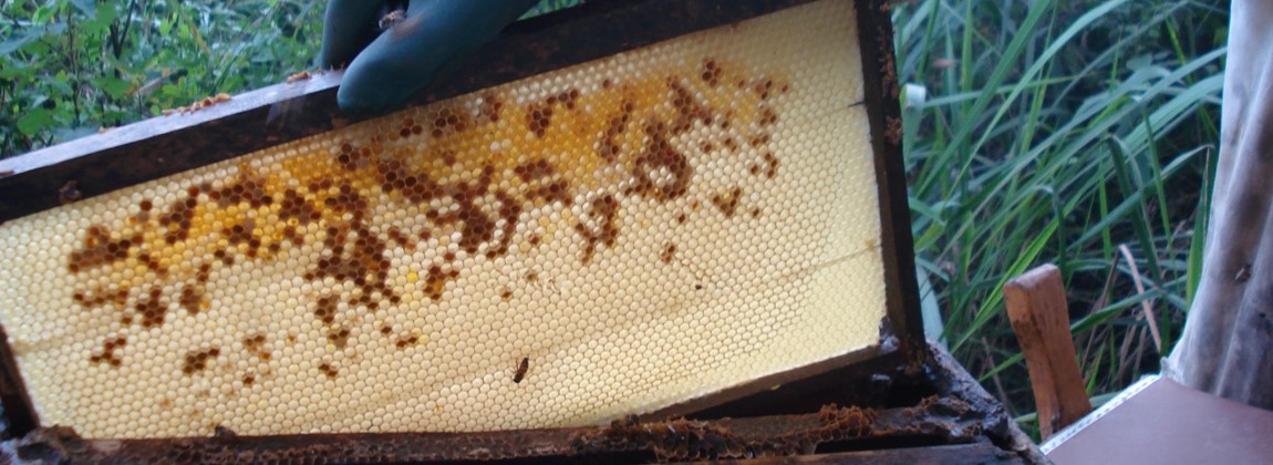 Produção de mel.