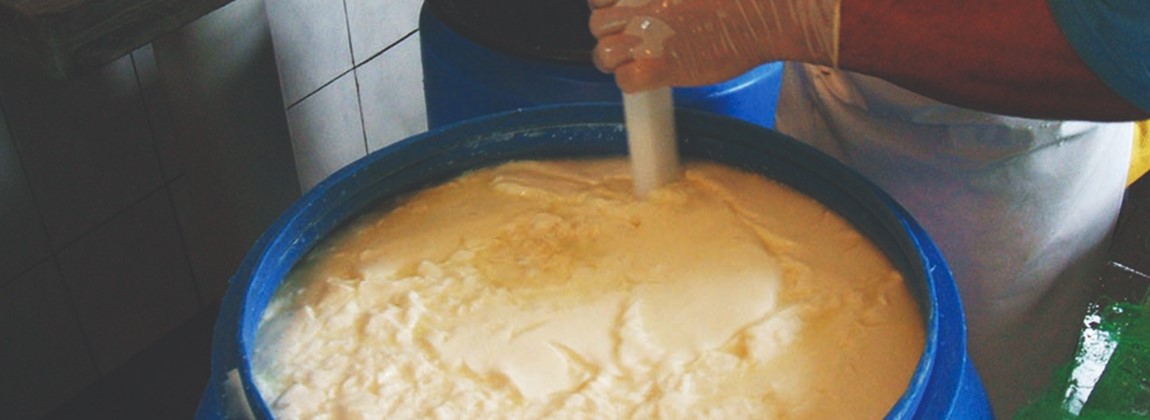 Processo de produção do queijo.