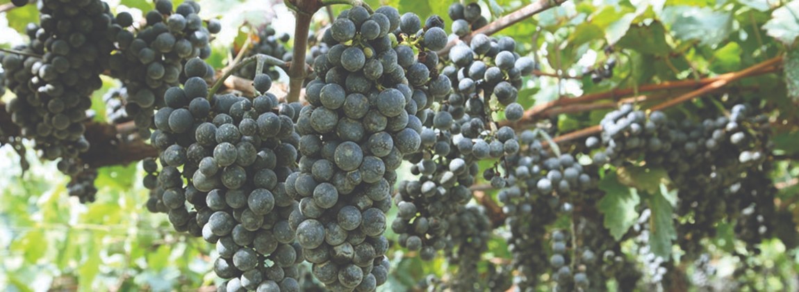  Uvas utilizadas na produção de vinhos finos.