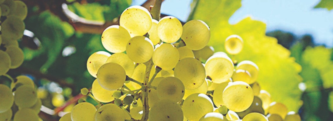 Uvas cultivadas na região
