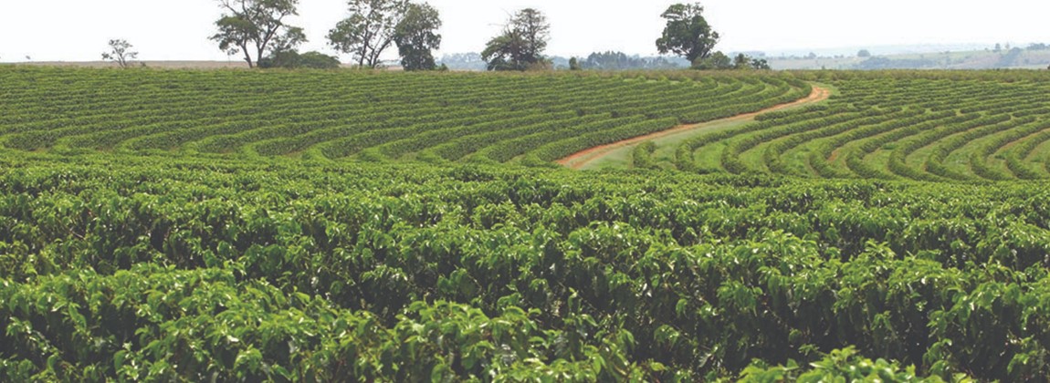 Plantação de café no Cerrado Mineiro.