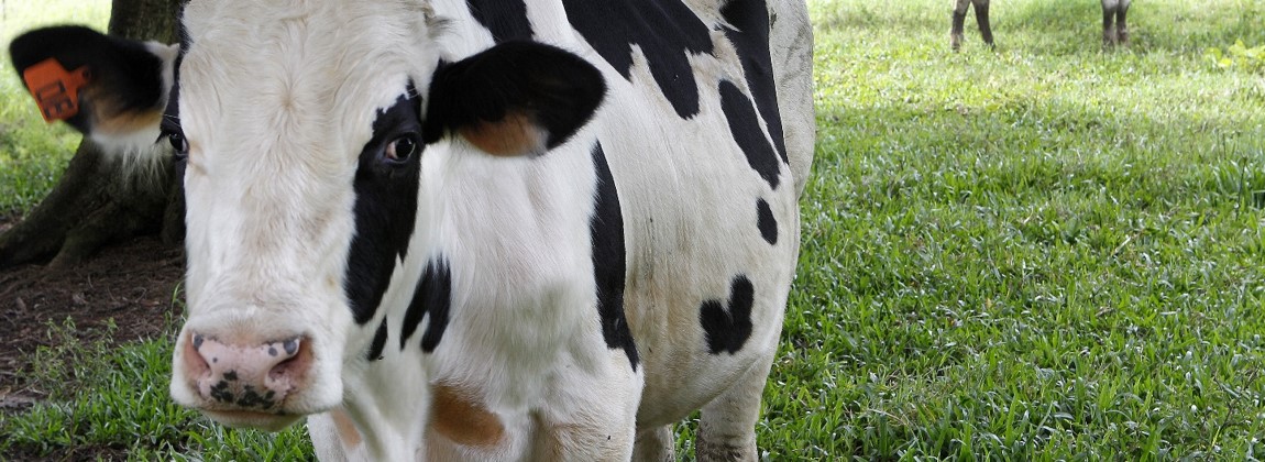 Vaca leiteira da Colônia de Witmarsum.