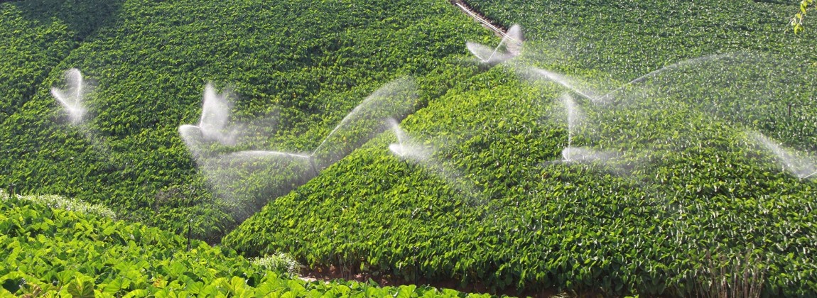 Sistema de irrigação do inhame de São Bento de Urânia.