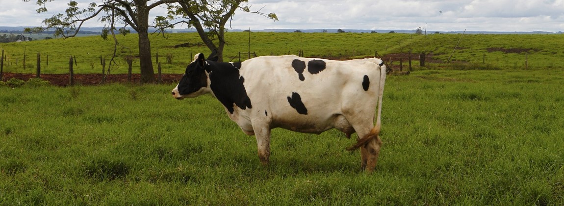 Vaca leiteira de origem holandesa.