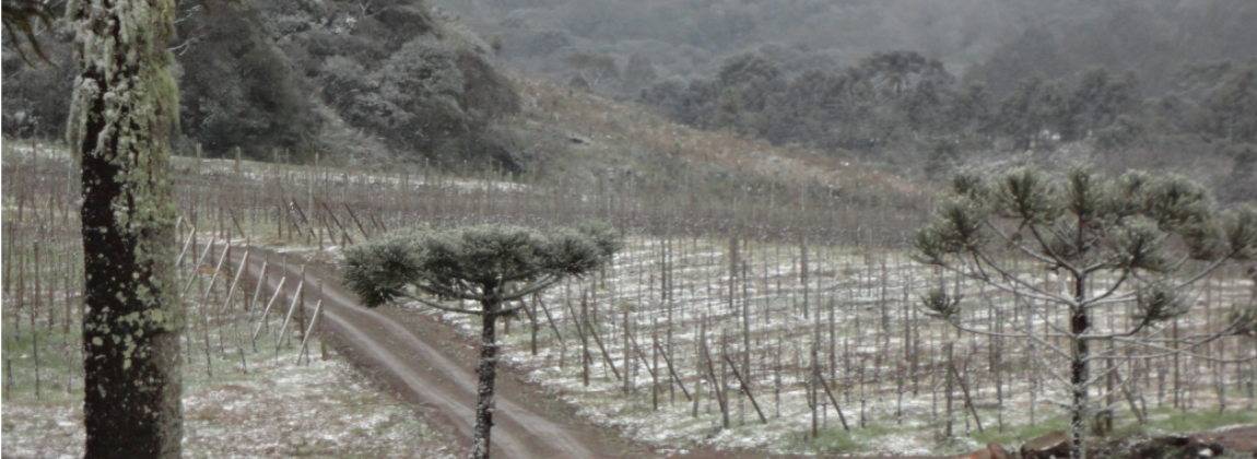 A neve e o inverno rigoroso nos vinhedos na Região de Altitude de Santa Catarina (Eliana Ribas Bassetti)