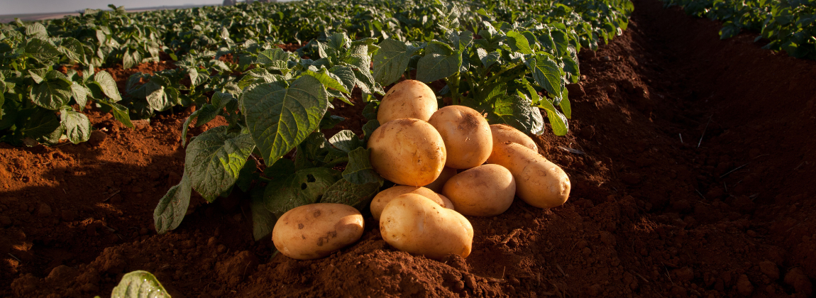 Batatas da Região de São Gotardo