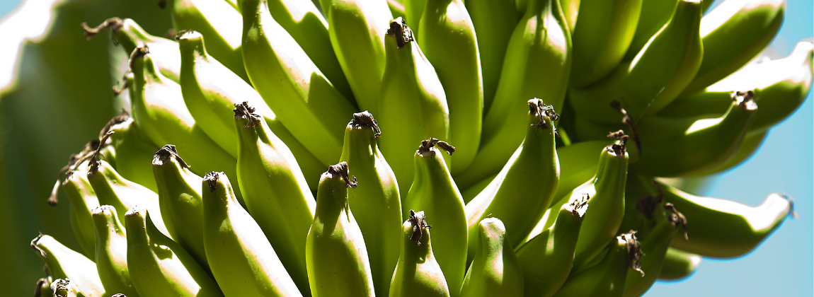 Bananas da Região do Jaíba